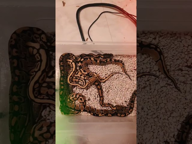 ball pythons from breeding to hatchlings