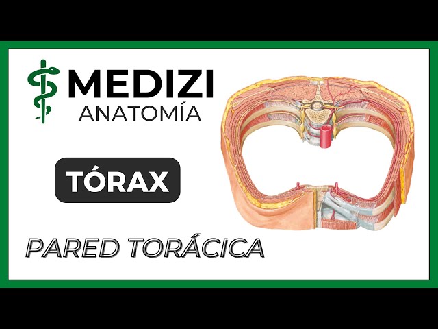 Anatomy of the Thorax - Thoracic Wall
