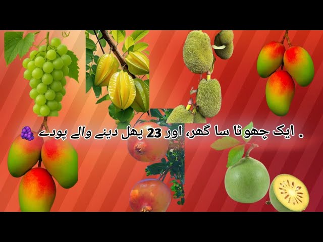 Tahiri plant 125  is live