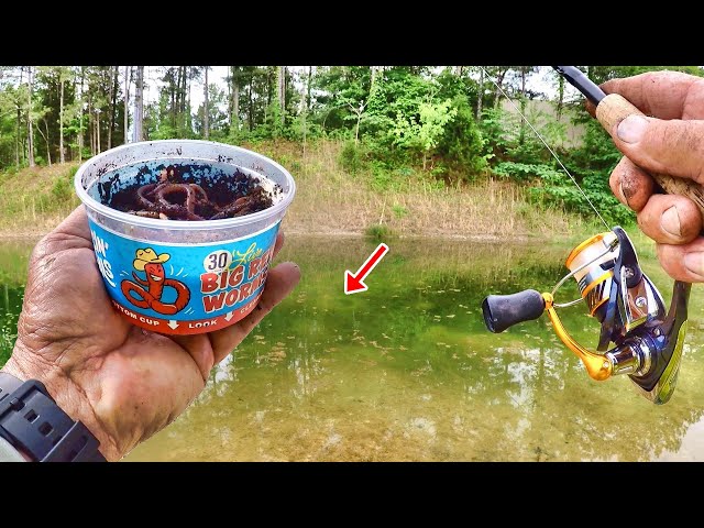 HUGE BLUEGILL EVERYWHERE!!! EASY Way To Catch Panfish From The Bank