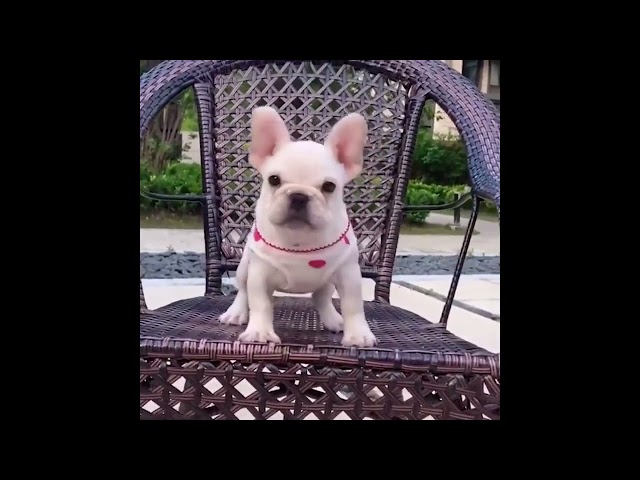 Best Animals 2 Minutes of Funny Cats and Dogs Videos 2022! #1 Funny Animals