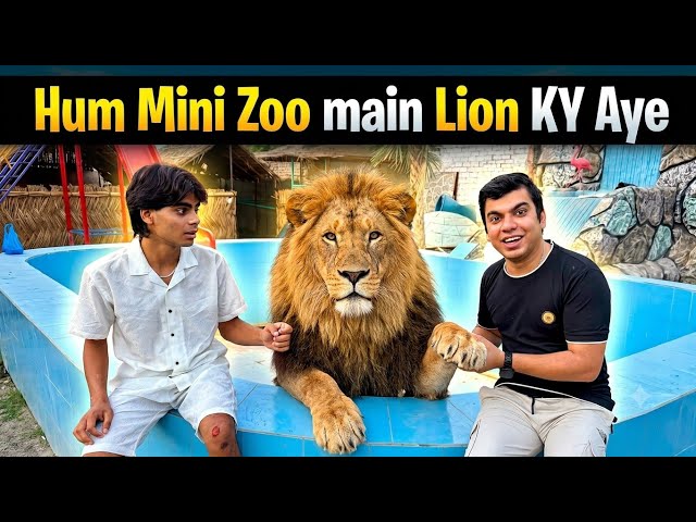Hum Mini Zoo Main Lion Ly Aye 😍 Lion in Swimming Pool 