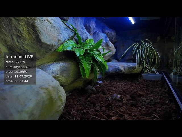 terrarium-LIVE 🔴 11/07/2026 🐍 Ball Python Regius Snake