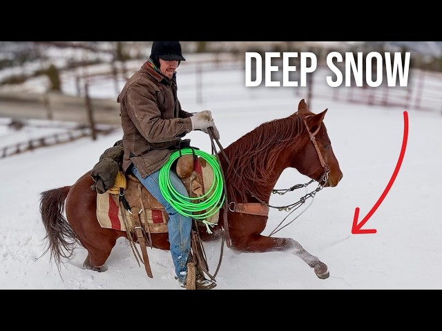 Moving Cattle Before a Blizzard Hits!