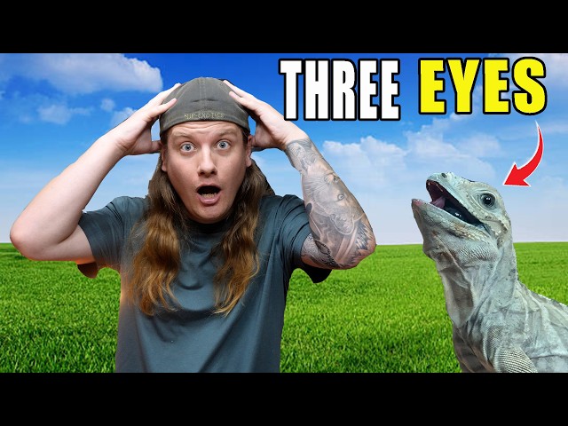 CRAZY Cool Reptile Facts!