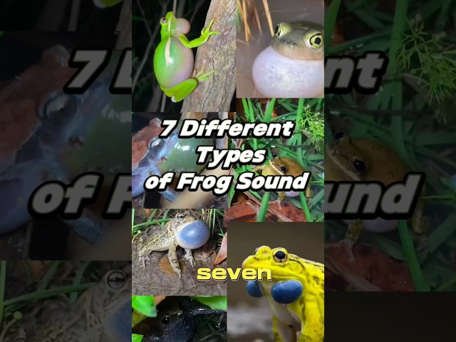 7 amazing diff types of frogs sound// #amazing #adventure #frogs #natureaddict