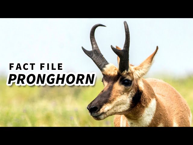 Pronghorn Facts: the American "Antelope" 🦌 Animal Fact Files