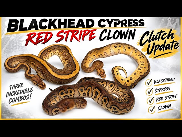 2026 Clutch #3 -Blackhead Cypress Red Stripe Clown -Update- Breeding Ball Pythons #reptiles #pets  