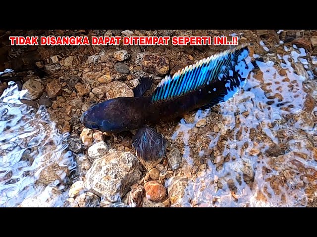 RECORD..!! FIRST TIME I GOT THIS LUXURIOUS CHANNA LIMBATA || Fishing for Channa Limbata Gondrong