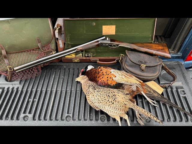 Size matters? Drive  pheasants with 25 inch barrelled EJ Churchill XXV boxlock side-by-side shotgun