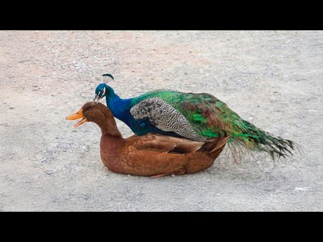 Un paon peut-il s'accoupler avec un canard ?