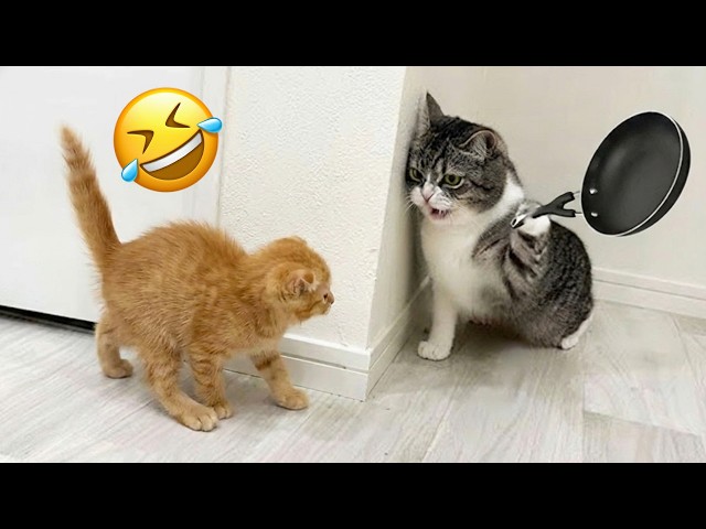 Funny animals that will make you laugh nonstop 😂