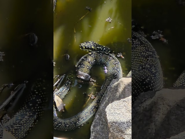 Stumpy the Diamond Python having a bath 🛀🐍 #snake #bath #python #reptile #shorts
