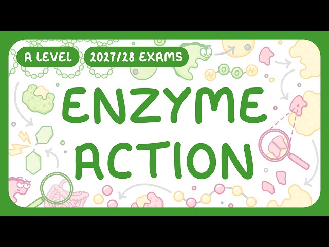 A-Level Biology - Enzyme Action - What Enzymes Are | Lock & Key | Induced Fit (2027/28 exams)