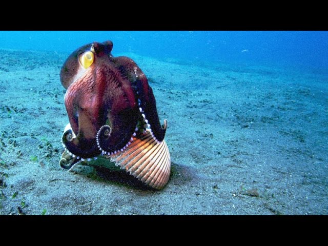 A Sneaky Coconut Octopus Uses Tools to Snatch a Crab 🦀