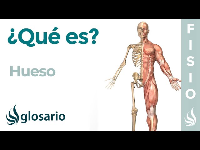 HUESO | Qué es, dónde se encuentran, componentes, partes y lesiones
