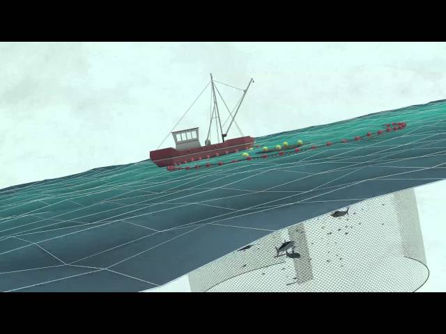 Fish Aggregating Devices (FADs) | Pew