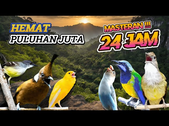 #5 MASTERAN AMPUH MUDAH DITIRU UNTUK BURUNG FIGHTER - LIVE 24 JAM NONSTOP!