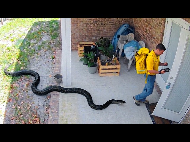 Delivery Drivers vs Animals | When Things Go Wrong