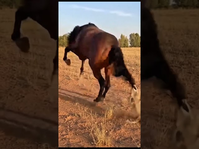 Horse vs Fox | Unexpected Kick Saves the Horse 🐎🦊#horse #foxshocks