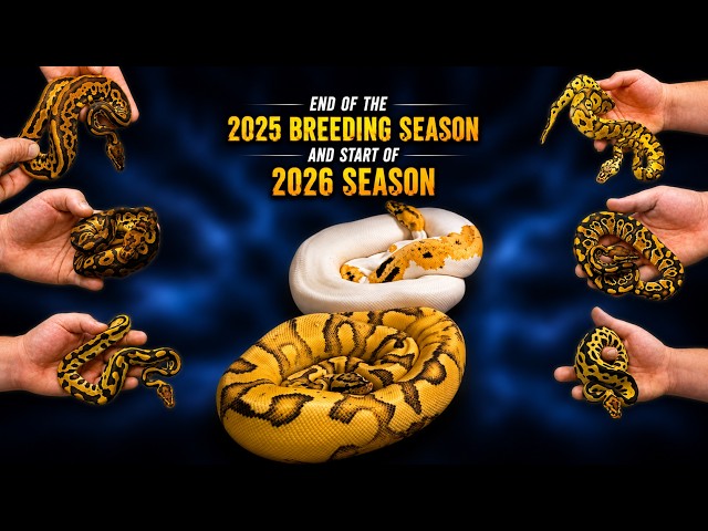 One Season Ends… Another Begins! | Ball Python Breeding 🧬🔥