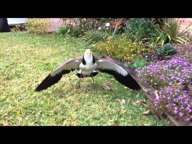 PLOVER