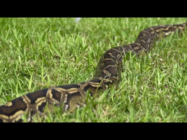 Florida Python Challenge brings hunters to Collier County to target invasive snakes