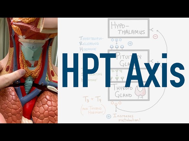 HPT Axis Feedback Loop - (Hypothalamus, Pituitary, Thyroid)