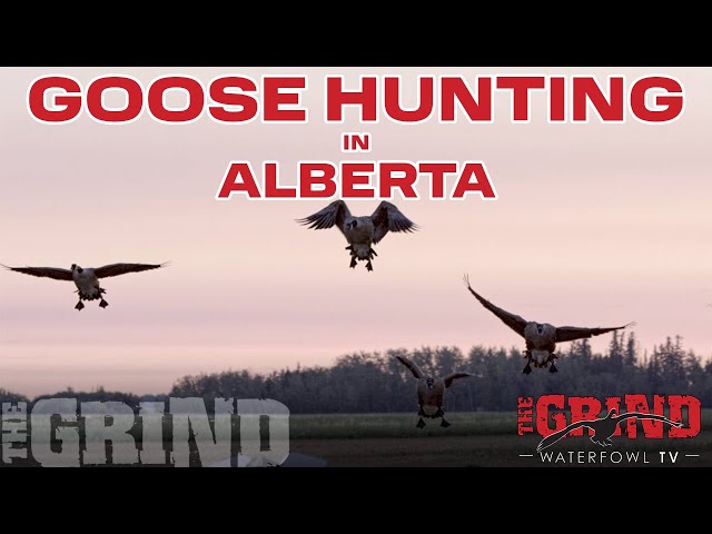 Epic Canada Goose Hunting in Alberta! THE GRIND S12: E3