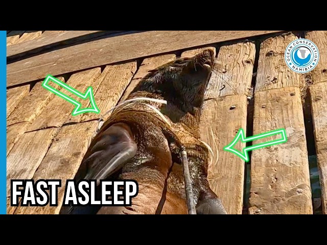 Seal Had No Idea We Were There!