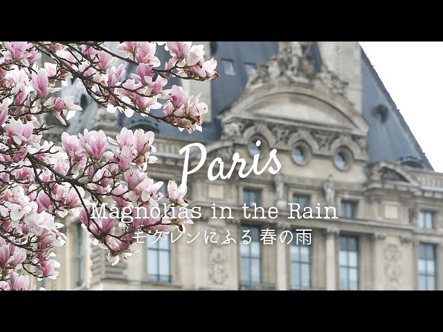 ｛Cinematic Paris Vlog｝Rainy day in Paris｜Magnolias are full bloom🌸 Strolling Saint-Germain-des-Près