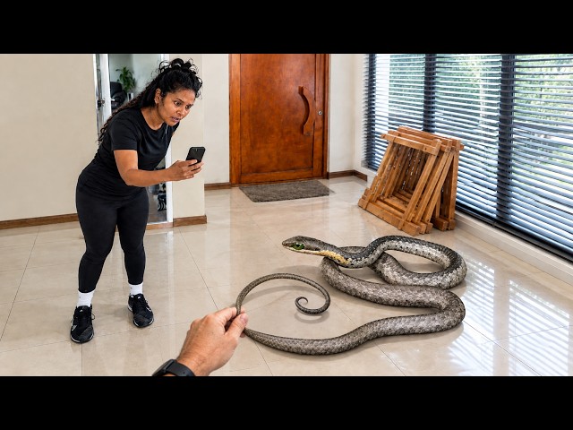 Venomous Snake Inside Her House