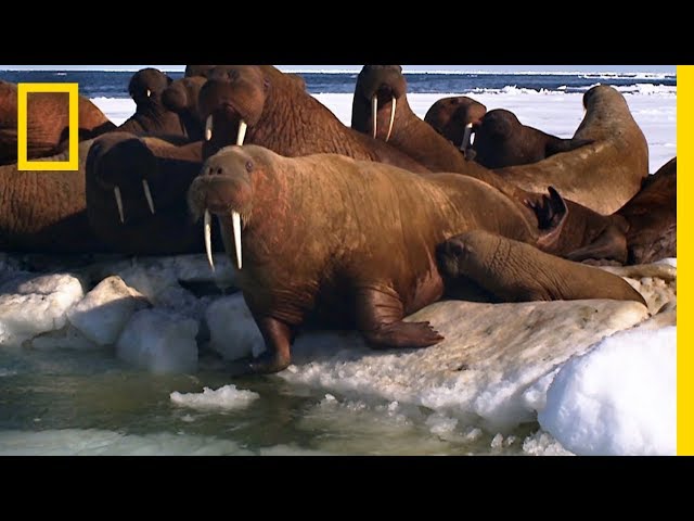 La lección de natación de una morsa | Animal 24