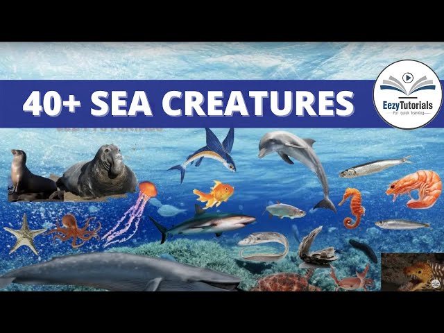 40+ Sea creatures name |  Sea animals names |aquatic