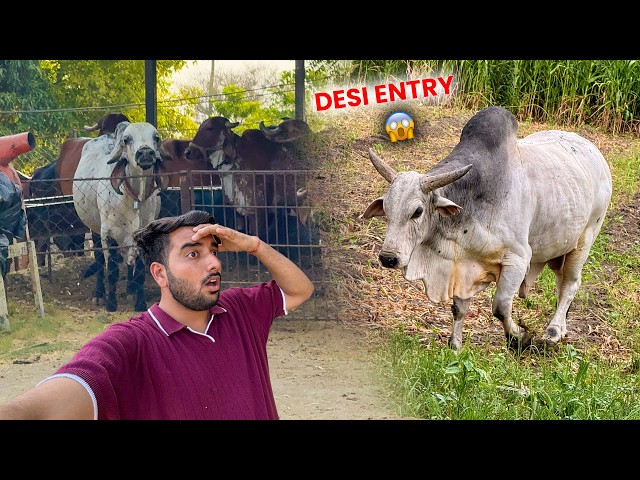 Farm Me Desi Bull Ki Entry🐂Arjun Ka Reaction Dekho😱