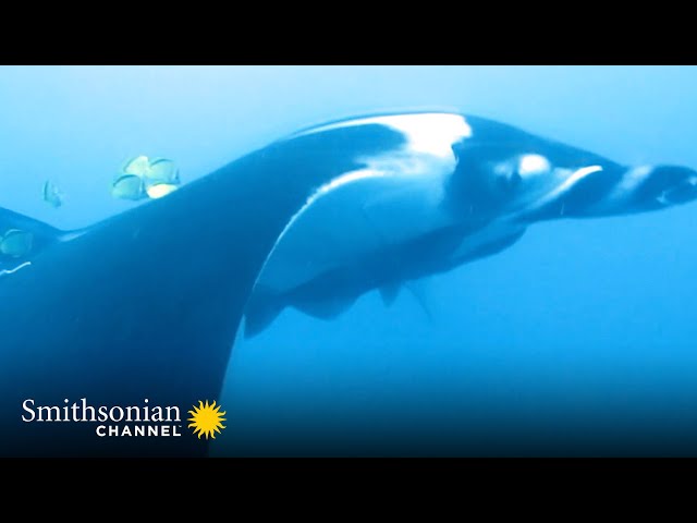 Manta Rays Are Smart Enough to Give These Fish Instructions 🐠 Great Blue Wild | Smithsonian Channel