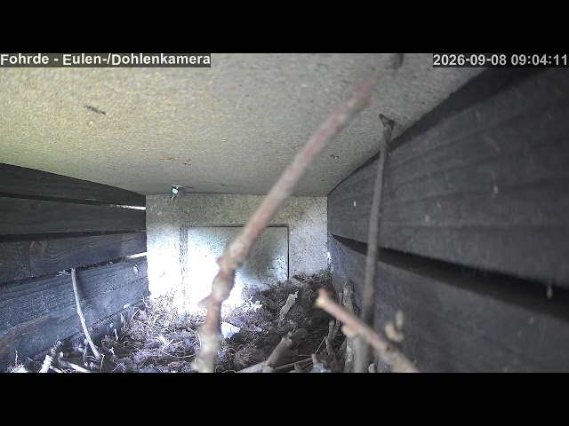 🔴 LIVE: Eulen-Kasten Fohrde (2026) 🦉 Owl Cam & Wildlife