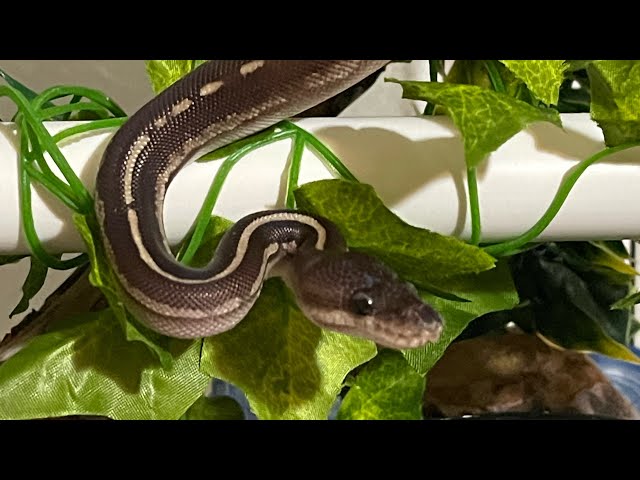 Snake Hacks: Exercise, Safety, & Enclosure Stuff!