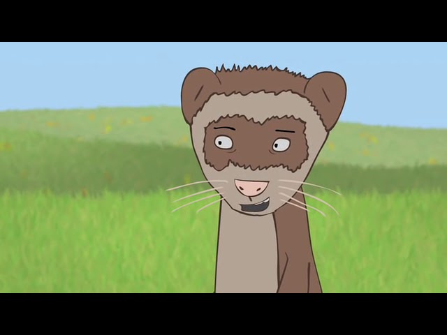 Ferrets