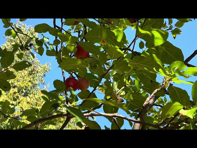 Apple tree | Copyright-free video anyone can use Creative Commons
