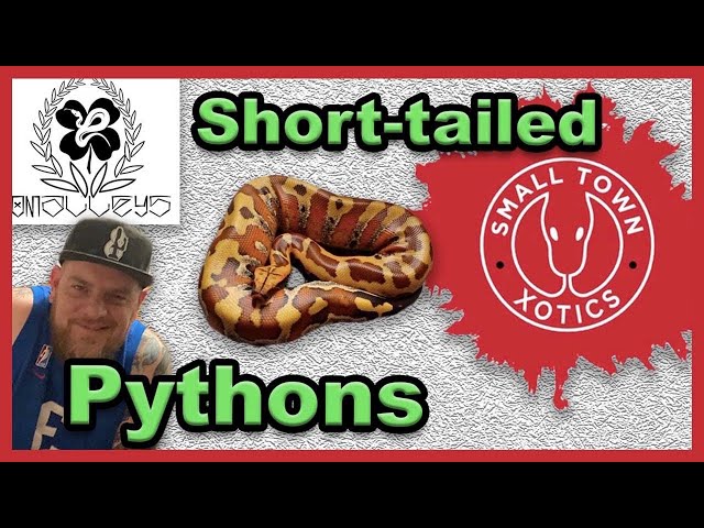 Short-tailed Pythons 101 with O'Malley's Morphs | Blood Pythons