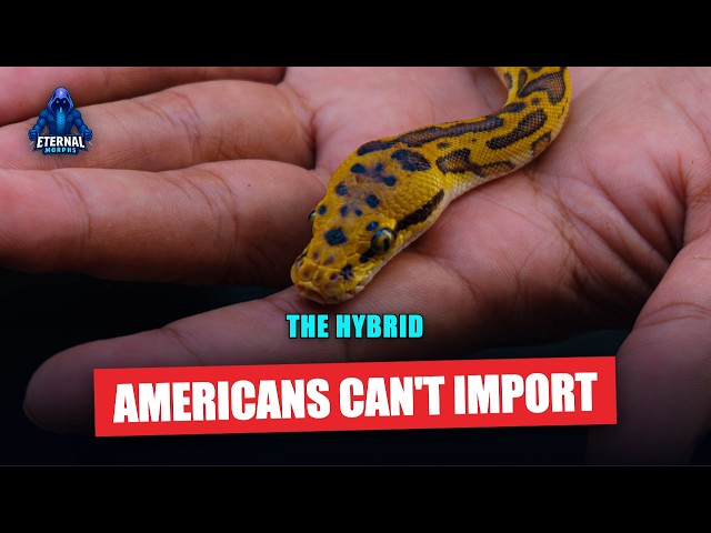 The Ball Python Hybrid Americans Can't Legally Import
