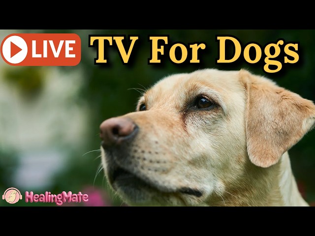 🔴24/7 Dog TV🎵🐶Dog Calming Music🐶💖Separation Anxiety Relief💖🦮Relaxing Music for Dog Sleep🔴23