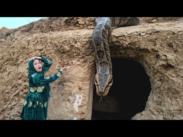 😱Surprise /🚨 Homeless mother surprised by snake eating rocks in the mountains!