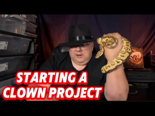 STARTING A BALL PYTHON BREEDING PROJECT FOR UNDER $600
