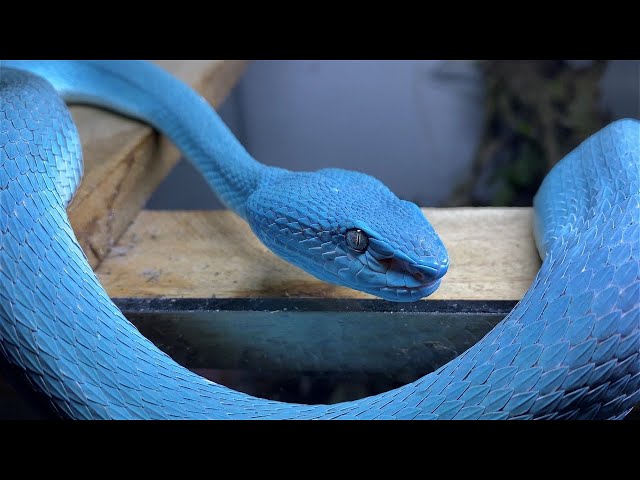 BLUE VIPERS' 2 : ELECTRIC BOOGALOO