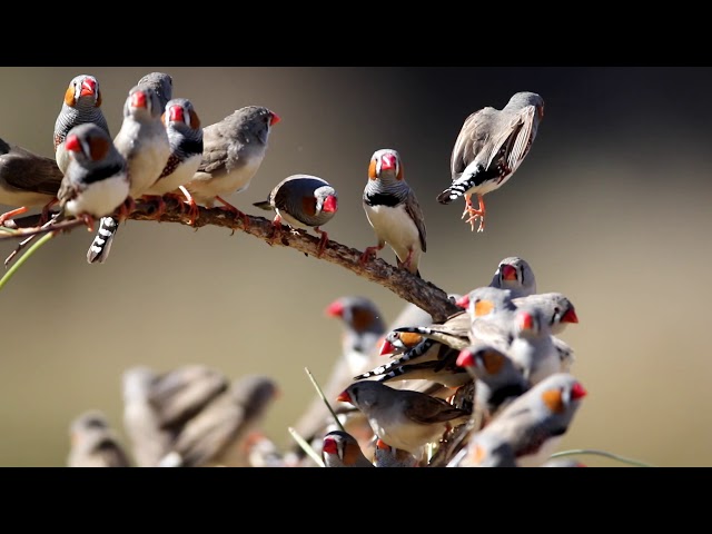 Zebra finches in Australia