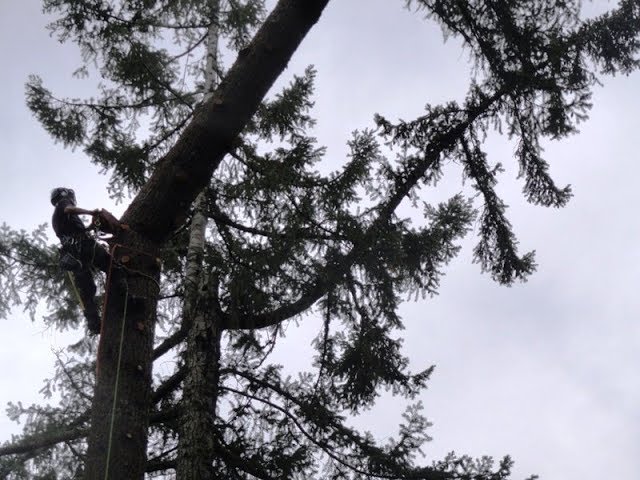 Tree Topping Cut Explained