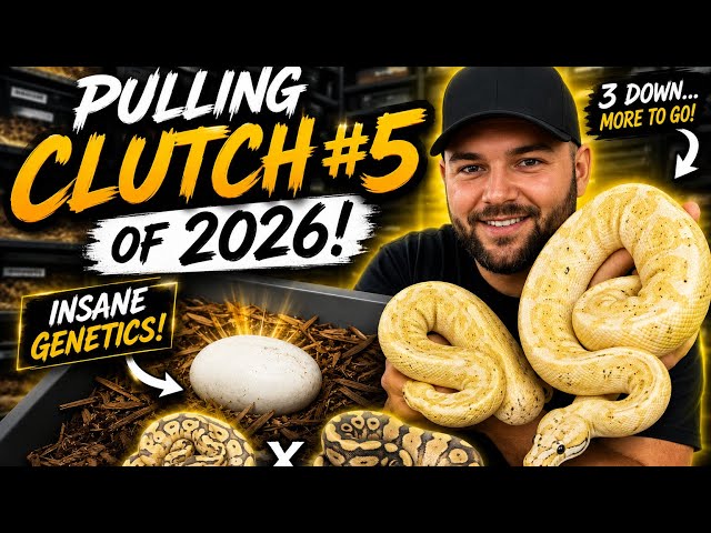 Pulling Clutch 5 of 2026! Banana Stranger Clown Clutch!