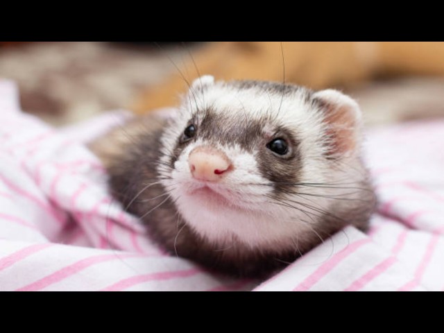 Funny And Cute Ferret Videos Compilation